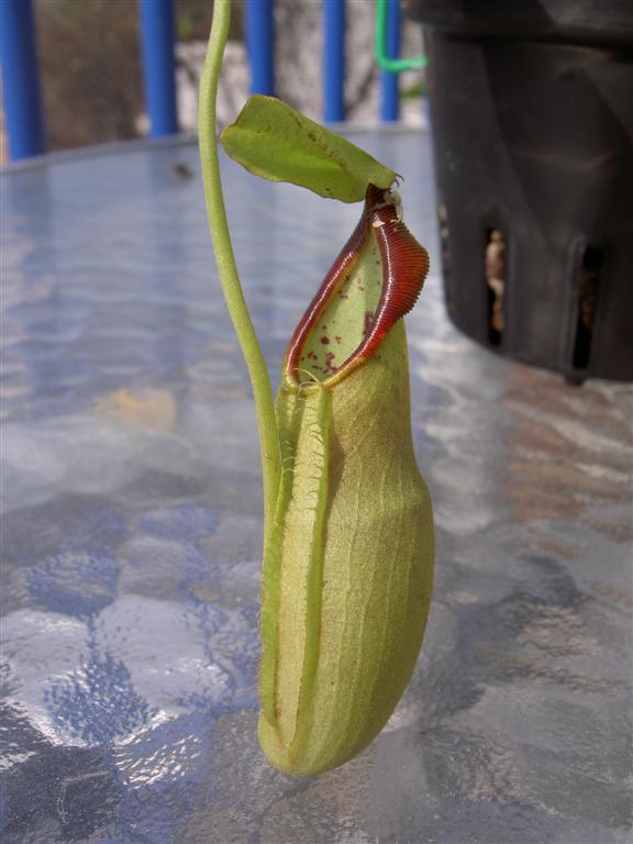 Nepenthes spathulata